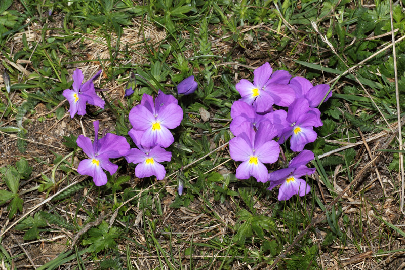 Viola calcarata subsp. villarsiana / Viola di Villars